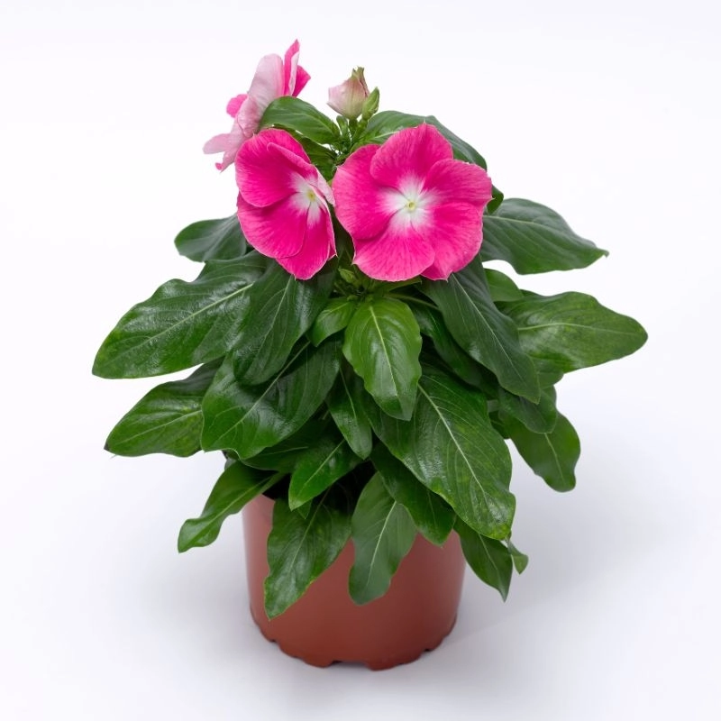 Rozet%20Çiçeği%20Pembe%20Nokta%20Renk%20-%20Saksılık%205%20Tohum