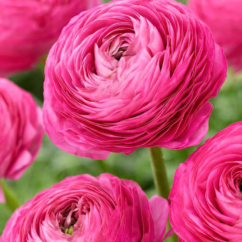 Şakayık%20Düğün%20Çiçeği%20Pembe%20Renk%20-%20Saksılık%2010%20Tohum