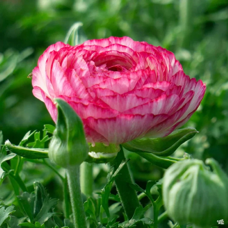 Şakayık%20Düğün%20Çiçeği%20Pembe%20Renk%20-%20Saksılık%2010%20Tohum