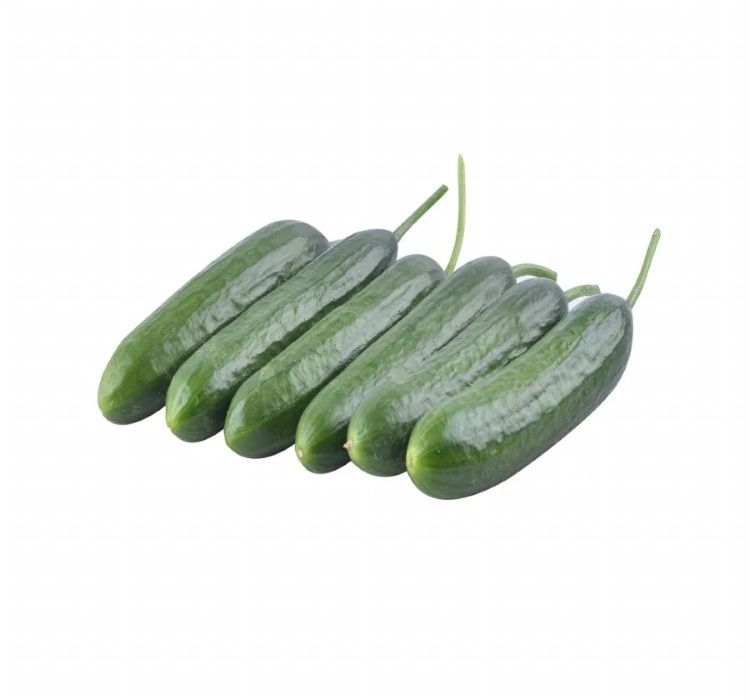 SALATALIK%20BEITH%20ALPHA%20(%20ÇOKLU%20TOHUM%20)%20-%205%20Gram