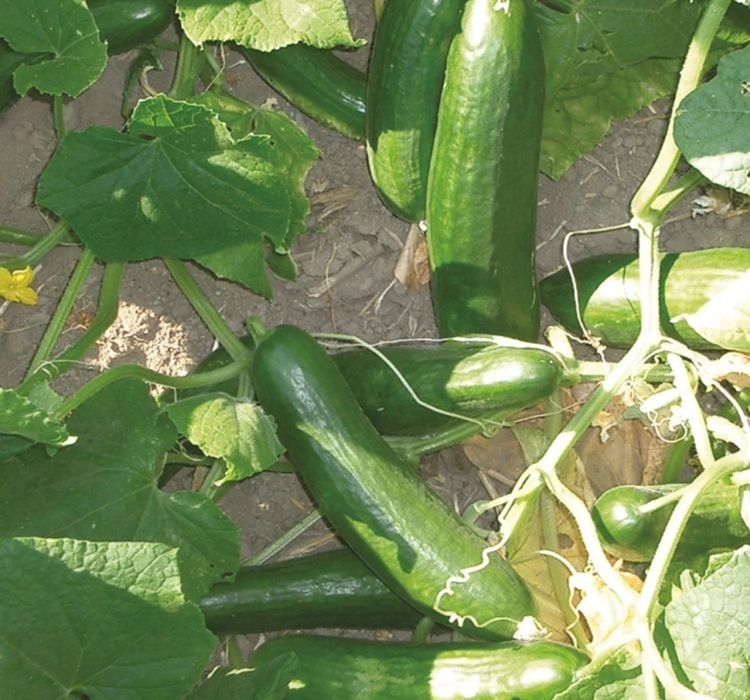 SALATALIK%20BEITH%20ALPHA%20(%20ÇOKLU%20TOHUM%20)%20-%205%20Gram