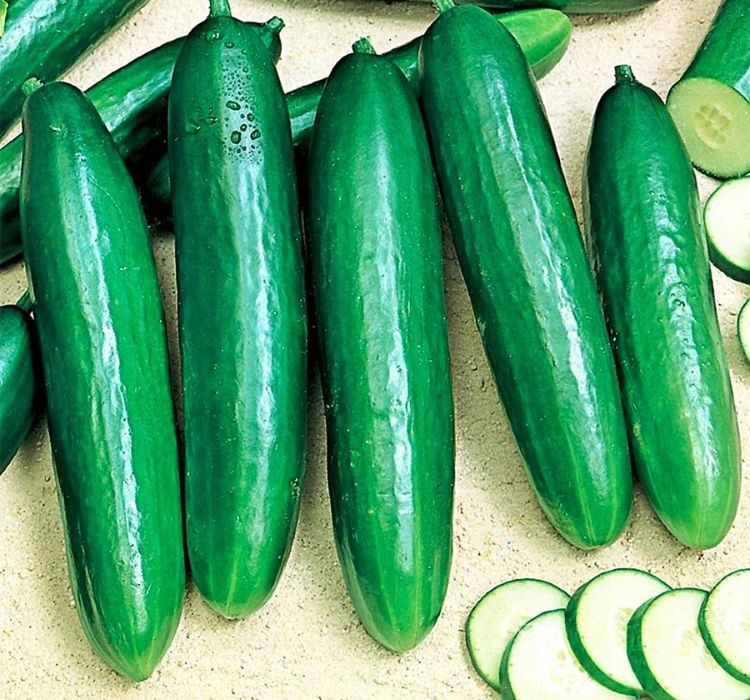 SALATALIK%20BEITH%20ALPHA%20(%20ÇOKLU%20TOHUM%20)%20-%205%20Gram