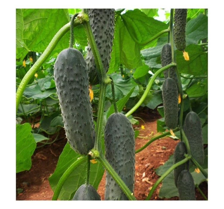 SALATALIK%20KORNİŞON%20(%20ÇOKLU%20TOHUM%20)%20-%203%20Gram