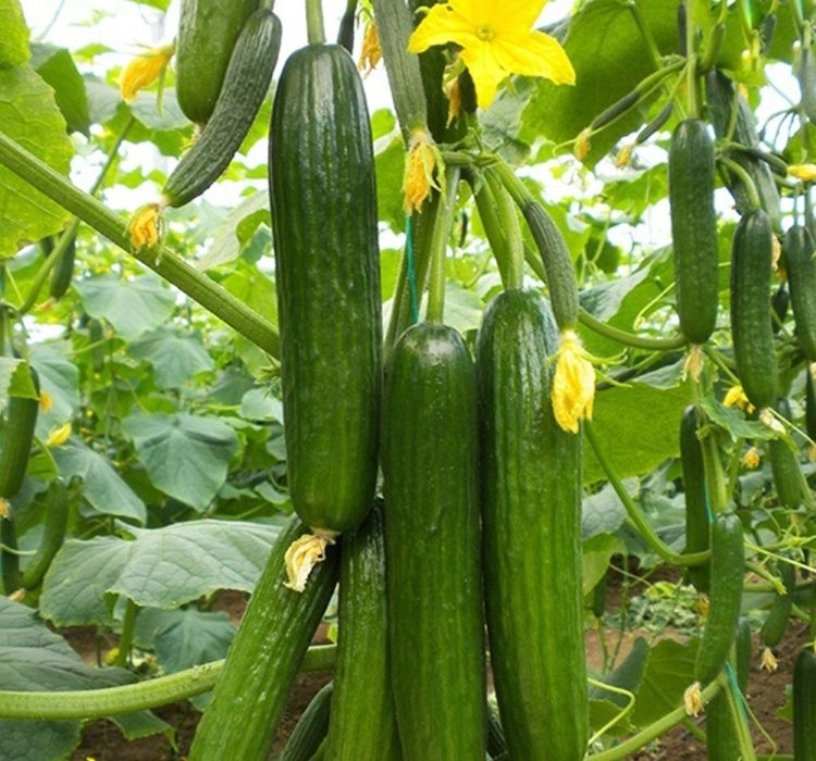 SALATALIK%20SIRIK%20(%20ÇOKLU%20TOHUM%20)%20-%2020%20Adet