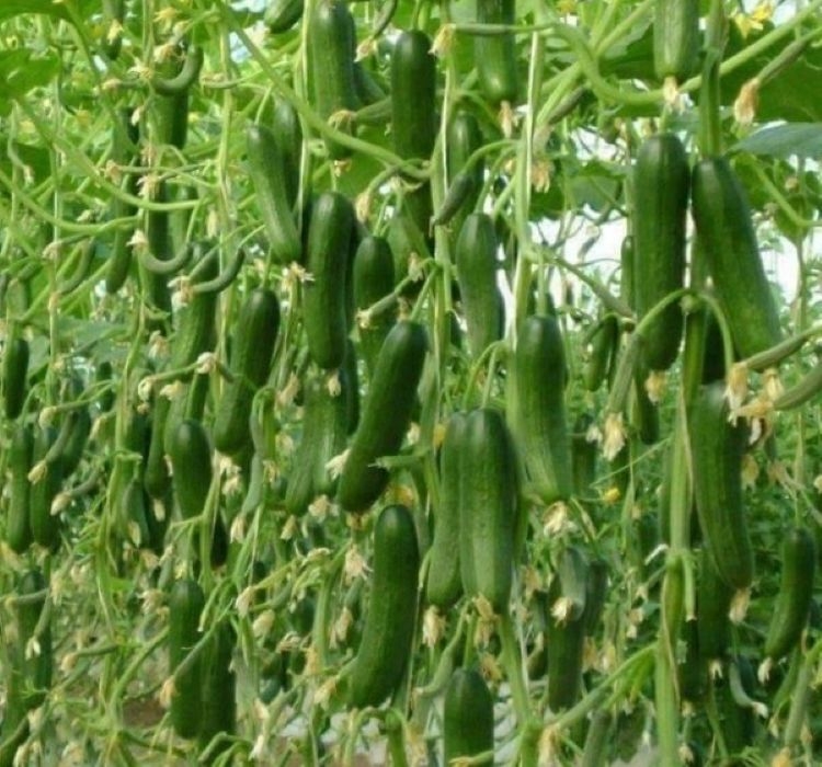 SALATALIK%20SIRIK%20(%20ÇOKLU%20TOHUM%20)%20-%2020%20Adet