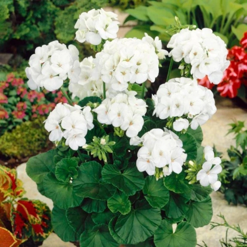 Sardunya%20Antik%20Seri%20Beyaz%20Renk%20-%20Saksılık%205%20Tohum