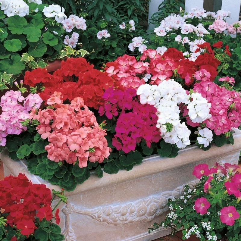 Sardunya%20Antik%20Seri%20Karışık%20Renk%20-%20Saksılık%205%20Tohum