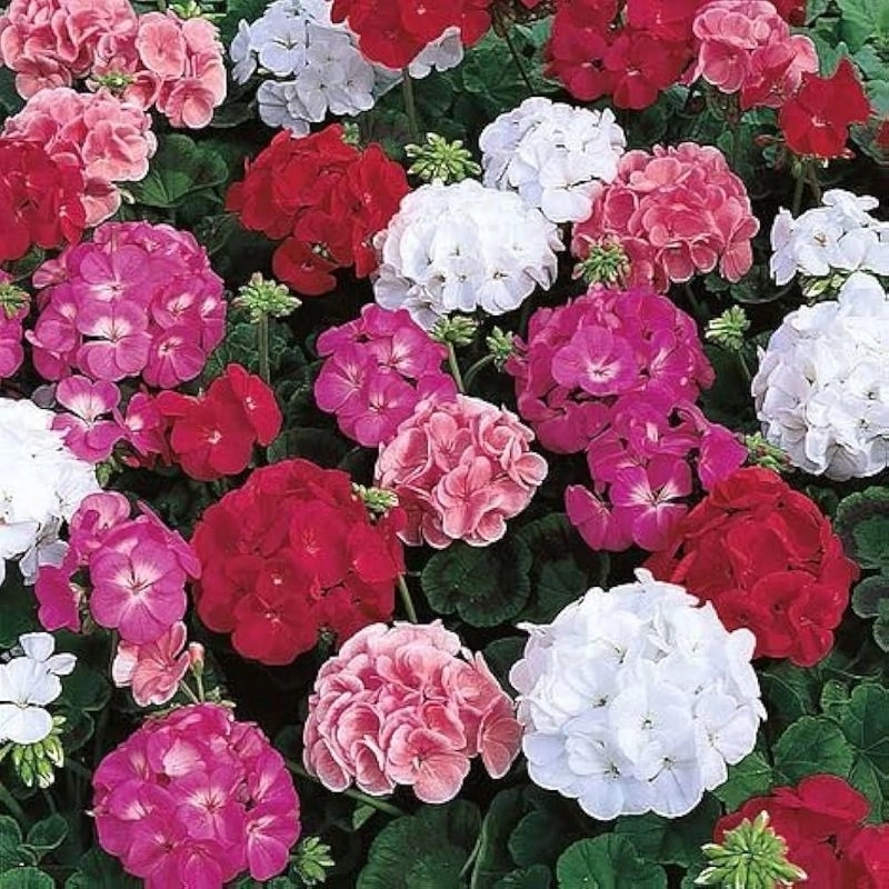 Sardunya%20Antik%20Seri%20Karışık%20Renk%20-%20Saksılık%205%20Tohum