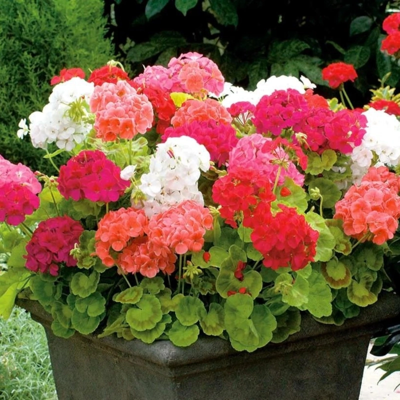 Sardunya%20Antik%20Seri%20Karışık%20Renk%20-%20Saksılık%205%20Tohum