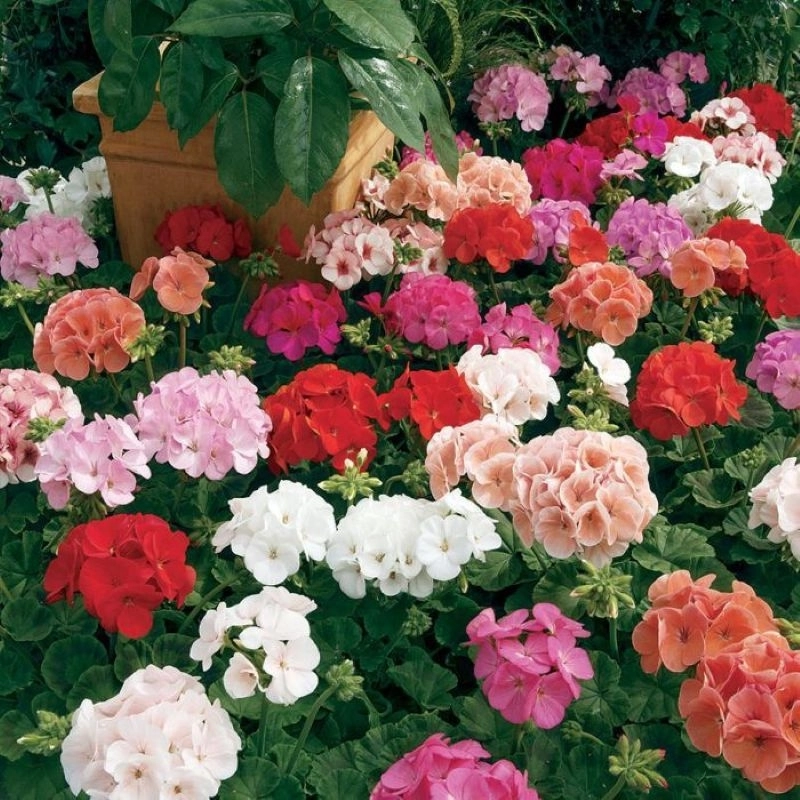 Sardunya%20Antik%20Seri%20Karışık%20Renk%20-%20Saksılık%205%20Tohum