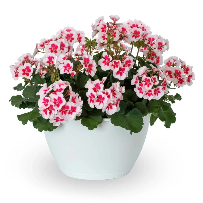 Sardunya%20Antik%20Seri%20Star%20Renk%20-%20Saksılık%205%20Tohum