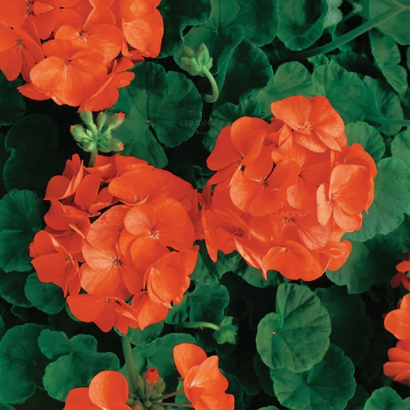 Sardunya%20Antik%20Seri%20Turuncu%20Renk%20-%20Saksılık%205%20Tohum