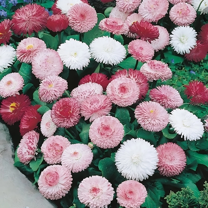 Şeker%20Papatya%20Pembe%20Renk%20-%20Saksılık%2010%20Tohum