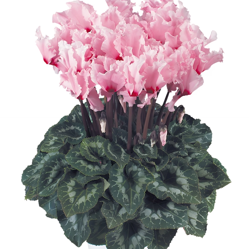 Siklamen%20Dalgalı%20Kenar%20Pembe%20Renk%20-%20Saksılık%205%20Tohum
