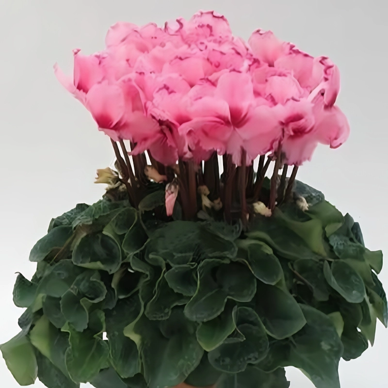 Siklamen%20Dalgalı%20Kenar%20Pembe%20Renk%20-%20Saksılık%205%20Tohum