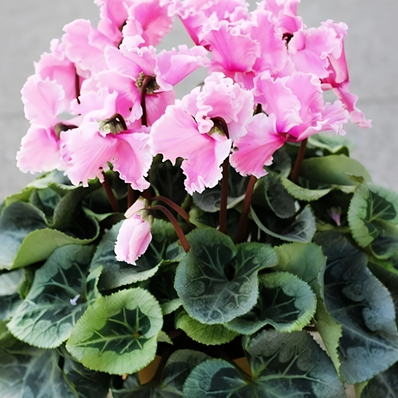Siklamen%20Dalgalı%20Kenar%20Pembe%20Renk%20-%20Saksılık%205%20Tohum