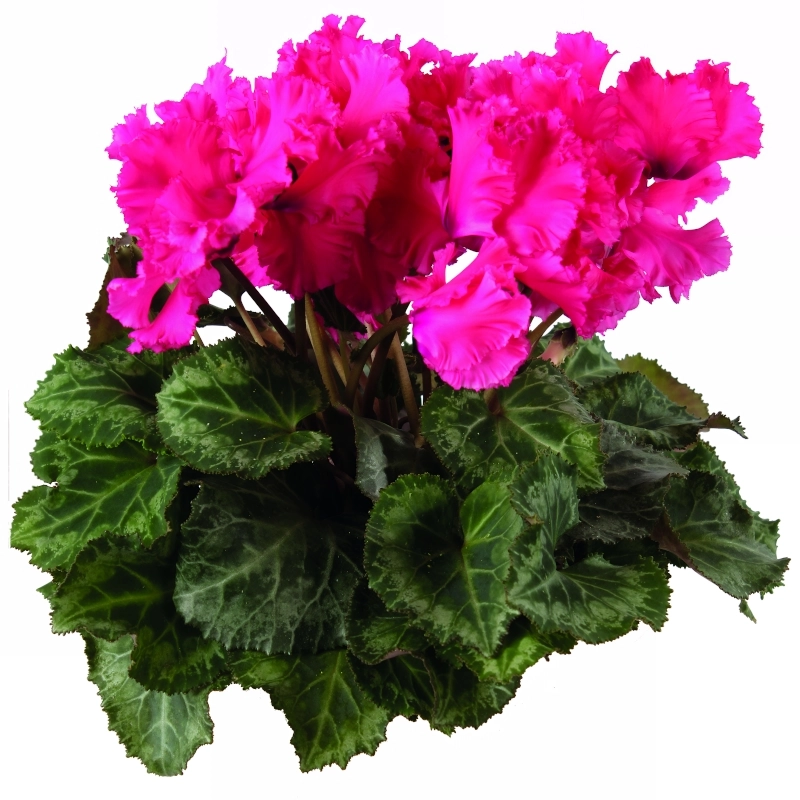 Siklamen%20Dalgalı%20Kenar%20Rose%20Renk%20-%20Saksılık%205%20Tohum