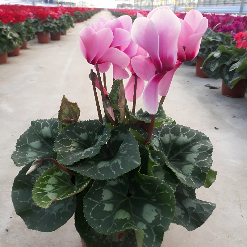 Siklamen%20Pembe%20Renk%20-%20Saksılık%205%20Tohum
