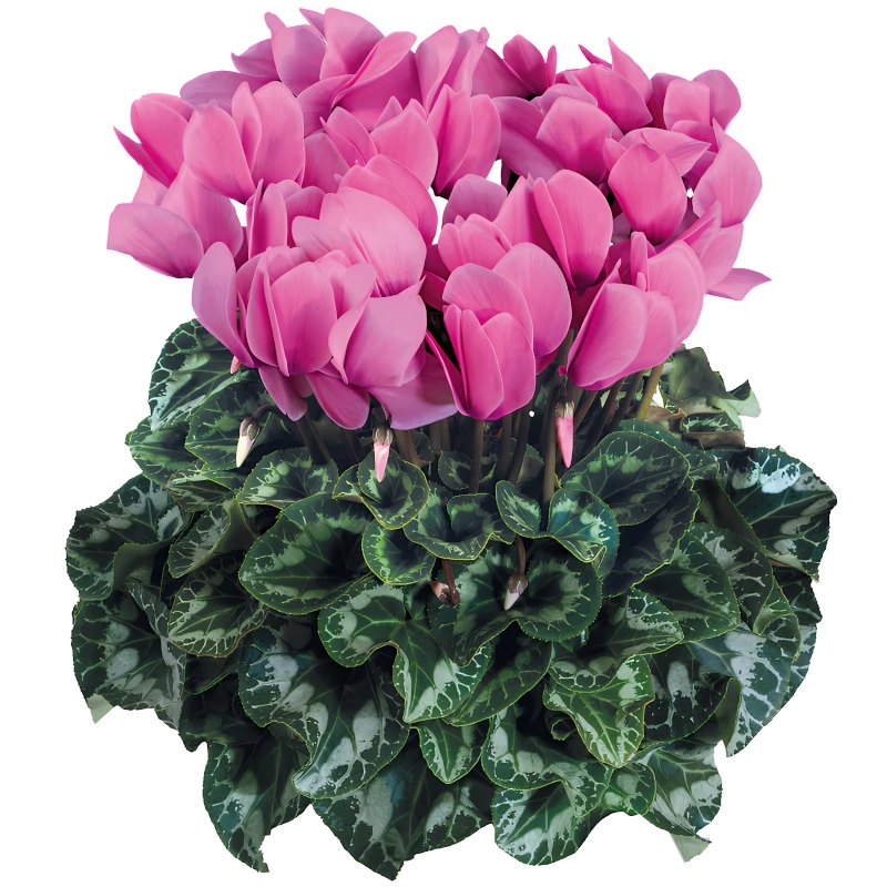 Siklamen%20Rose%20Renk%20-%20Saksılık%205%20Tohum