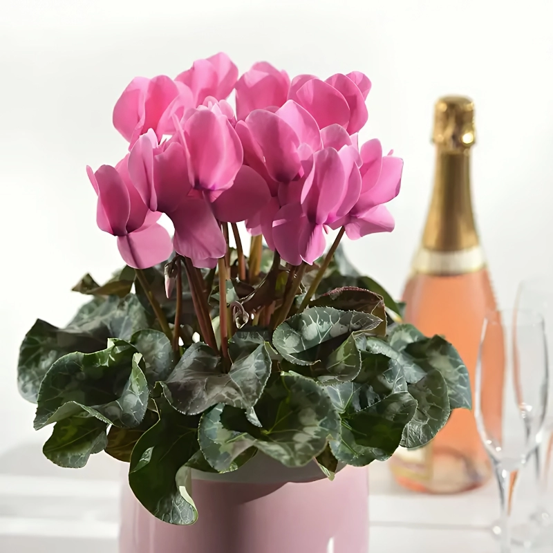 Siklamen%20Rose%20Renk%20-%20Saksılık%205%20Tohum