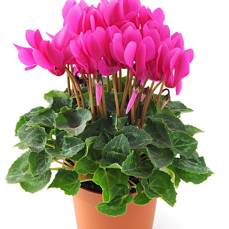 Siklamen%20Rose%20Renk%20-%20Saksılık%205%20Tohum