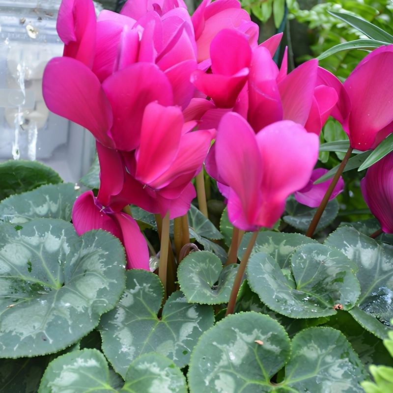 Siklamen%20Rose%20Renk%20-%20Saksılık%205%20Tohum