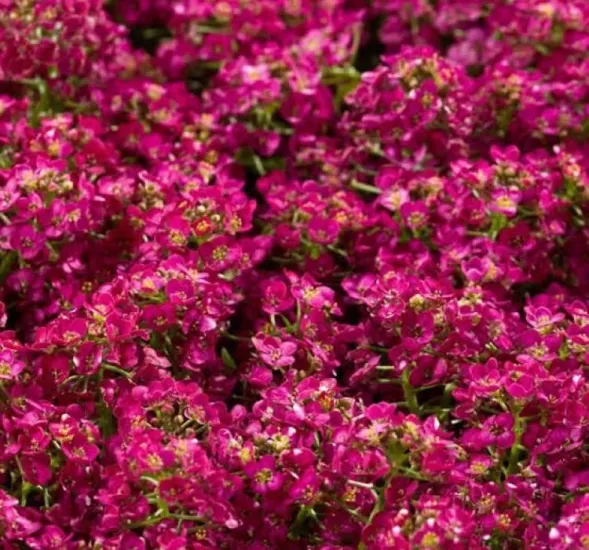 Alisyum Tohumu İnci Açık Pembe - Saksılık 10 Tohum