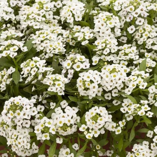 Alyssum Kraliyet Halısı Beyaz Renk - Saksılık 10 Tohum