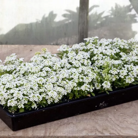 Alyssum Kraliyet Halısı Beyaz Renk - Saksılık 10 Tohum