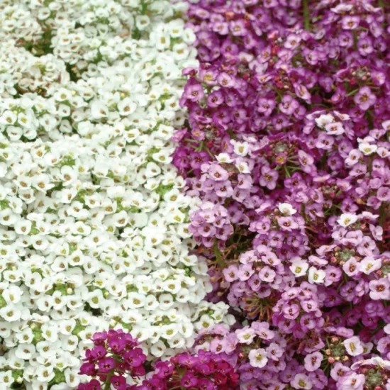 Alyssum Kraliyet Halısı Karışık Renk - Saksılık 10 Tohum