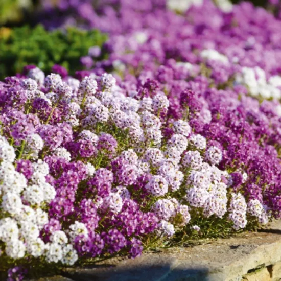 Alyssum Kraliyet Halısı Karışık Renk - Saksılık 10 Tohum
