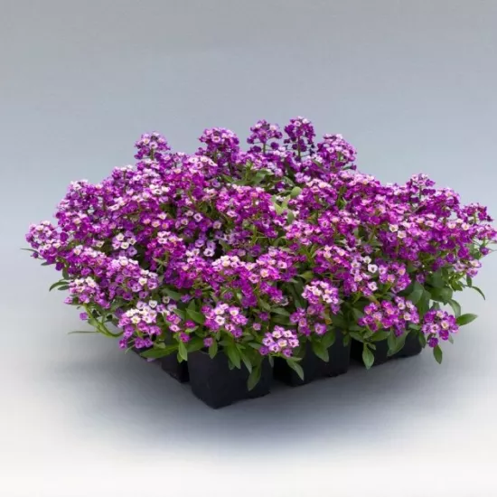 Alyssum Kraliyet Halısı Mor Renk - Saksılık 10 Tohum