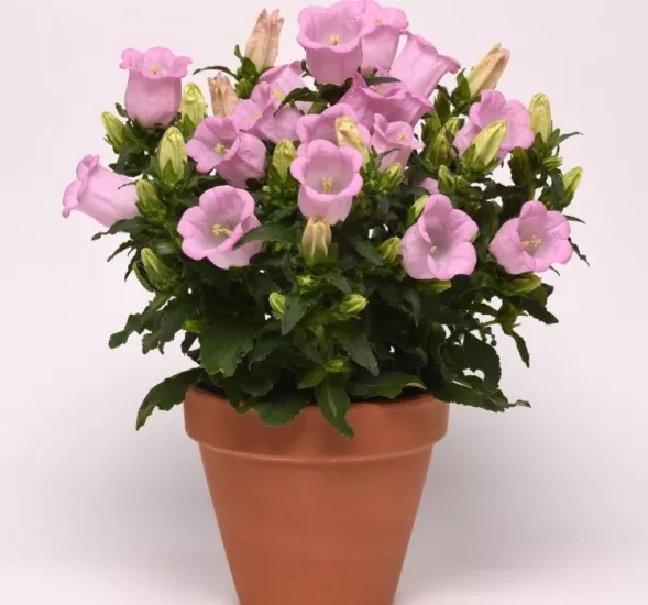 Çan Çiçeği Mini Seri Pembe Renk - Saksılık 10 Tohum