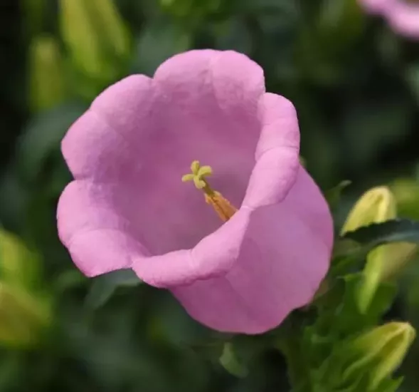 Çan Çiçeği Mini Seri Pembe Renk - Saksılık 10 Tohum