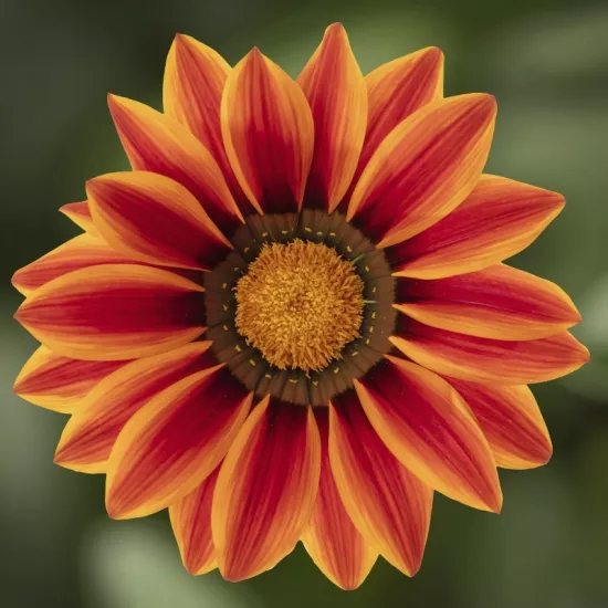 Gazanya Büyük Çiçekli Turuncu Çizgi Renk - Saksılık 5 Tohum