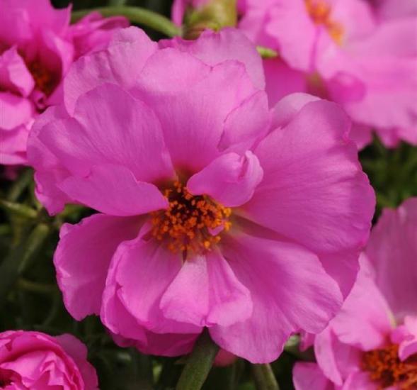 İpek Çiçeği Tohumu Duble Katlı - Koyu Pembe Renkli ( 25 Tohum )