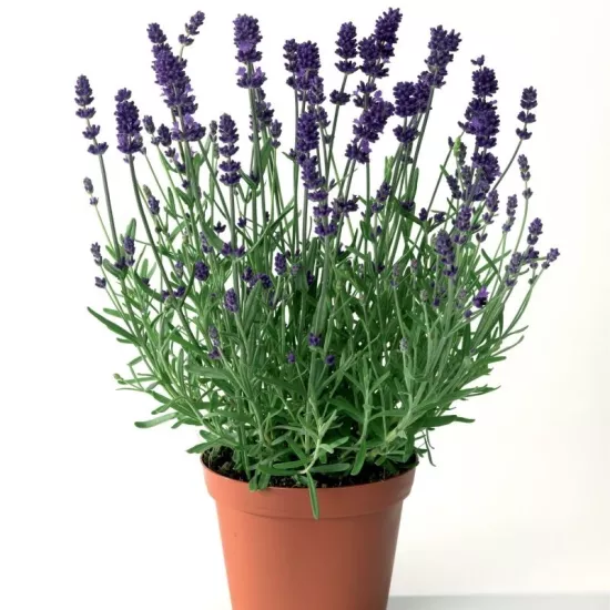 Lavanta İngiliz Mavi Renk - Saksılık 10 Tohum