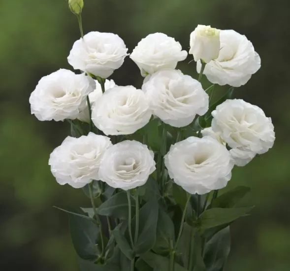 Lisianthus Katmerli Seri Beyaz Renk - Saksılık 5 Tohum