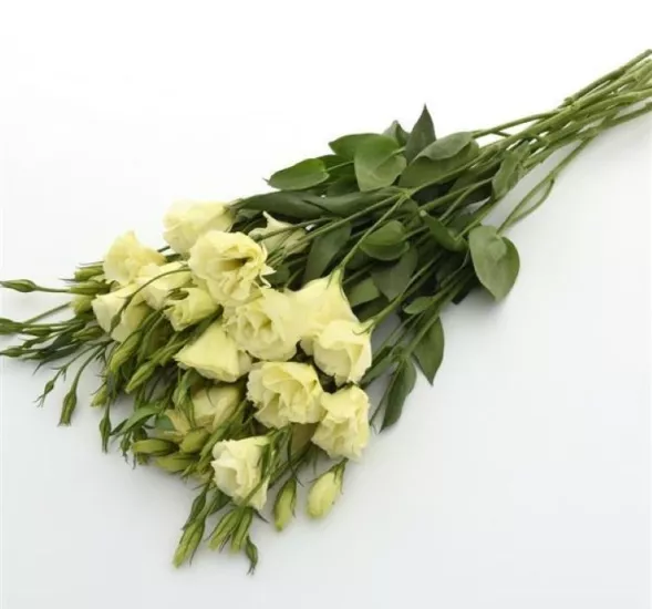Lisianthus Katmerli Seri Sarı Renk - Saksılık 5 Tohum