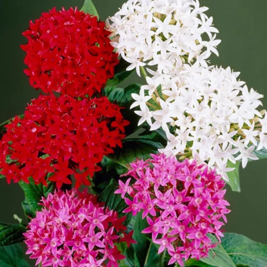 Pentas Elite Seri Karışık Renk - Saksılık 5 Tohum