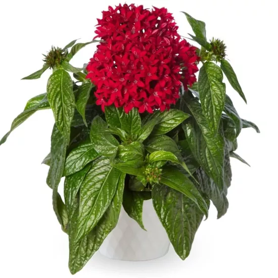 Pentas Elite Seri Kırmızı Renk - Saksılık 5 Tohum