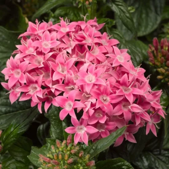 Pentas Elite Seri Pembe Renk - Saksılık 5 Tohum