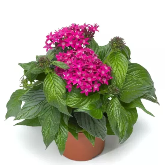 Pentas Elite Seri Viyolet Renk - Saksılık 5 Tohum