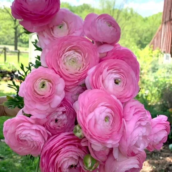 Şakayık Düğün Çiçeği Pembe Renk - Saksılık 10 Tohum