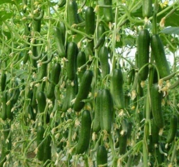 SALATALIK SIRIK ( ÇOKLU TOHUM ) - 20 Adet