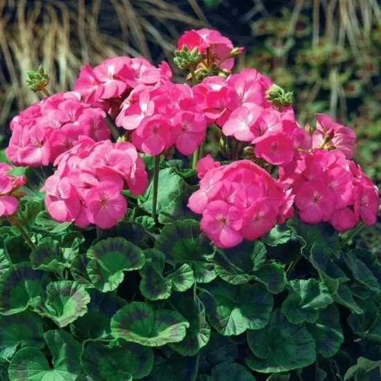 Sardunya Antik Seri Pembe Renk - Saksılık 5 Tohum
