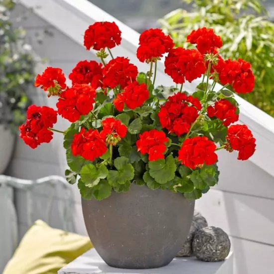 Sardunya Antik Seri Scarlet Renk - Saksılık 5 Tohum