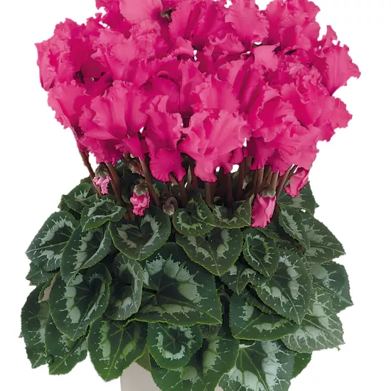 Siklamen Dalgalı Kenar Rose Renk - Saksılık 5 Tohum