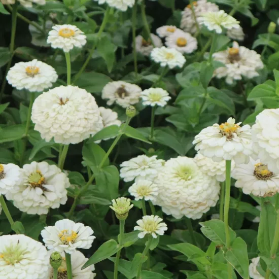 Zinnia Bodur Seri Beyaz Renk - Saksılık 5 Tohum