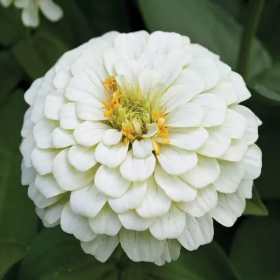 Zinnia Elit Seri Beyaz Renk - Saksılık 5 Tohum